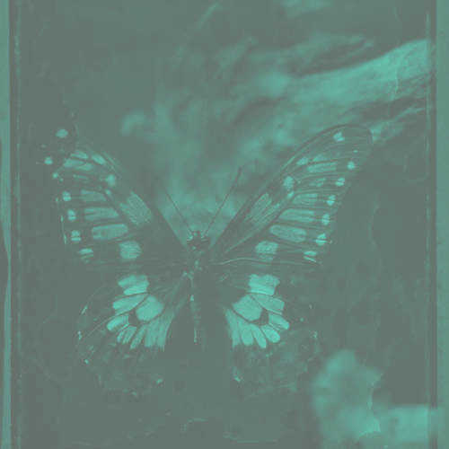 アゲハ蝶のアートフォト