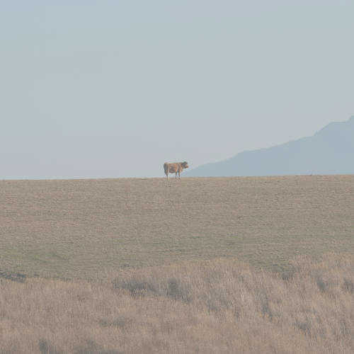 高原の牛