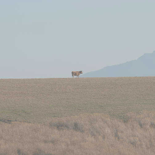 草原の牛
